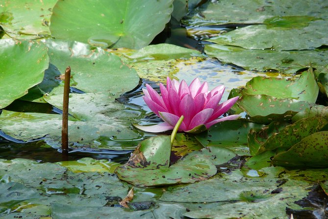 Giverny & Monet's House Audio Guided Half-day Tour from Paris - Time on Site: Pacing Between Gardens, House, and the Pond