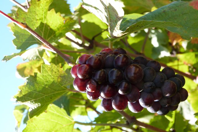 Golden stones Beaujolais Wine Tour with Tastings from Lyon - Wine Tasting Reality Check: How to Handle the Short Flight