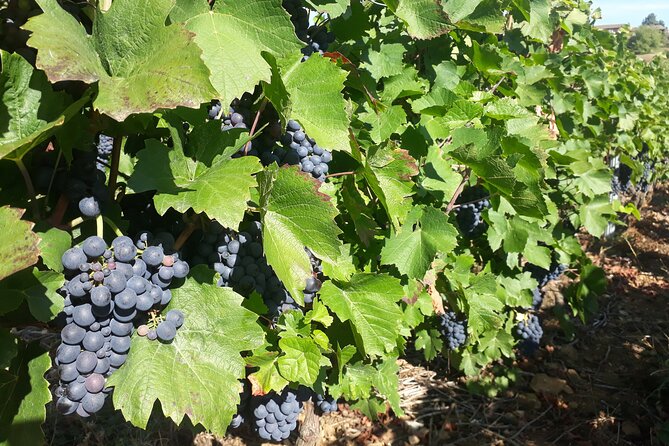 Guided tour and wine tasting Northern Rhône Valley - Northern Rhône Wine Tasting, Half-Day Energy From Lyon