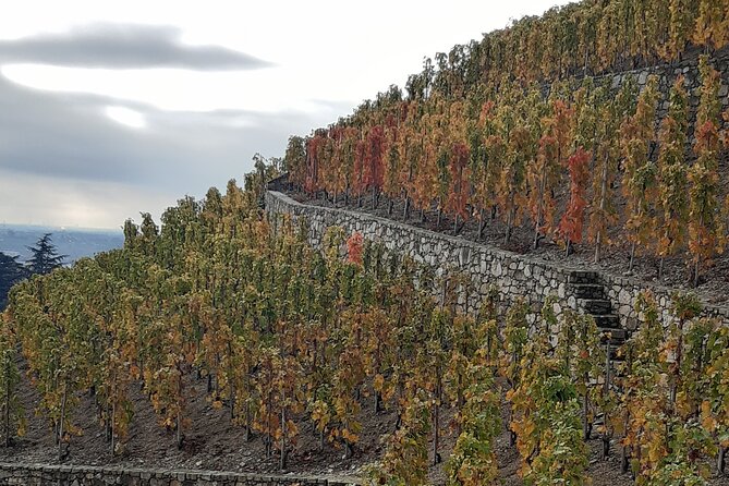 Guided tour and wine tasting Northern Rhône Valley - Chavanay Estate Tasting: 4 to 6 Wines Plus Estate Conversation