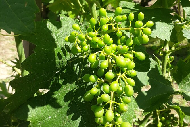 Guided tour and wine tasting Northern Rhône Valley - Your Guide and the Value of Good Wine Storytelling
