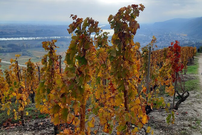 Guided tour and wine tasting Northern Rhône Valley - Price and Value: What You Get for About $144