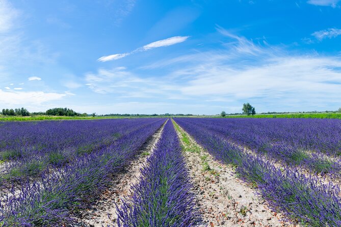 Guided tour Distillery of Lavender between Nîmes & Arles - The Camargue stop and the distillery flow