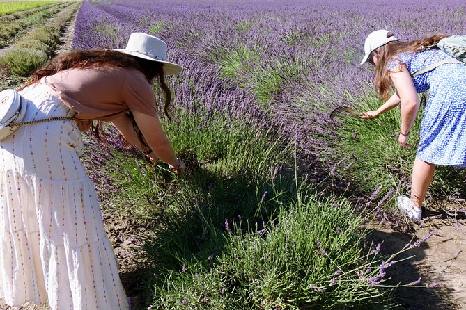 Guided tour Distillery of Lavender between Nîmes & Arles - Guides, pacing, and the private-group feel