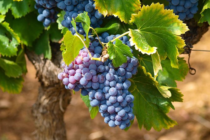 Half-Day Wine Tasting and Saint Paul de Vence Tour from Nice - Hotel Pickup, Mercedes Van Comfort, and the Small-Group Advantage