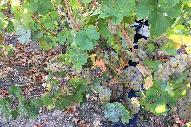 ICONICS Tour: 1/2 day on the Wine Route, visit of 2 Villages + Tasting. - Key highlights to look for on this wine-route tour