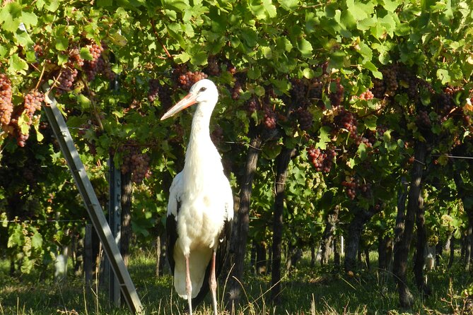 ICONICS Tour: 1/2 day on the Wine Route, visit of 2 Villages + Tasting. - Route des Vins d’Alsace, then straight to the cellar tasting