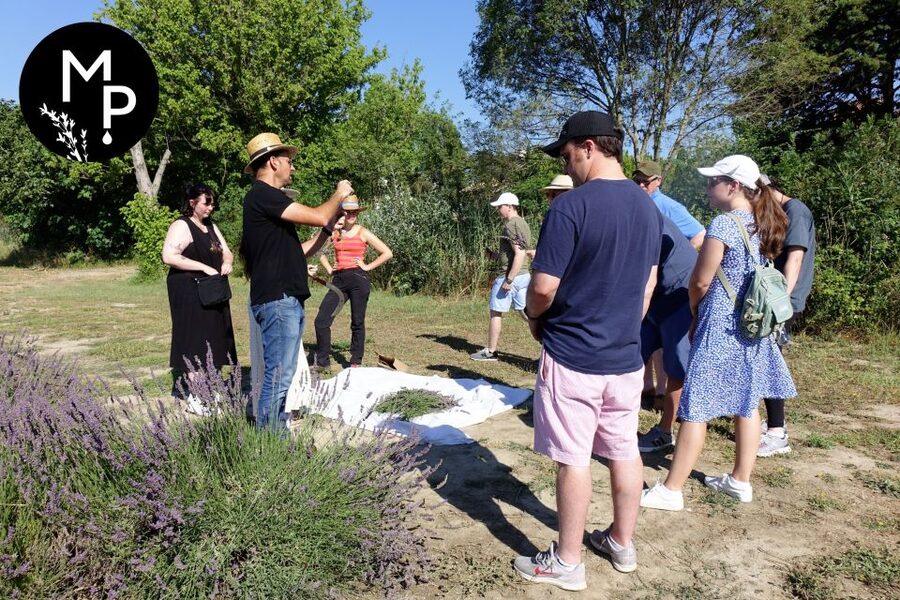 Lavender Field & Distillery Tour between Nimes & Arles - Where This Tour Fits: A Fast Provence Stop Between Arles and Nîmes