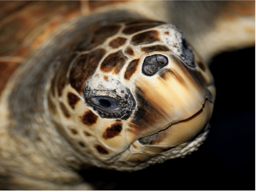 Le Grau-du-Roi: Seaquarium Skip-the-Line Entrance Ticket - Key highlights worth planning around