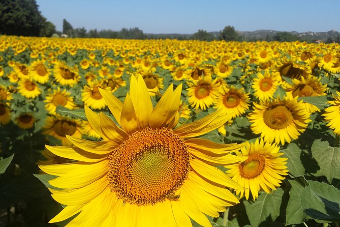 Luberon, Roussillon & Gordes Half-Day Tour from Avignon - Gordes Hilltop Village: Quick Walk, Big Panoramas
