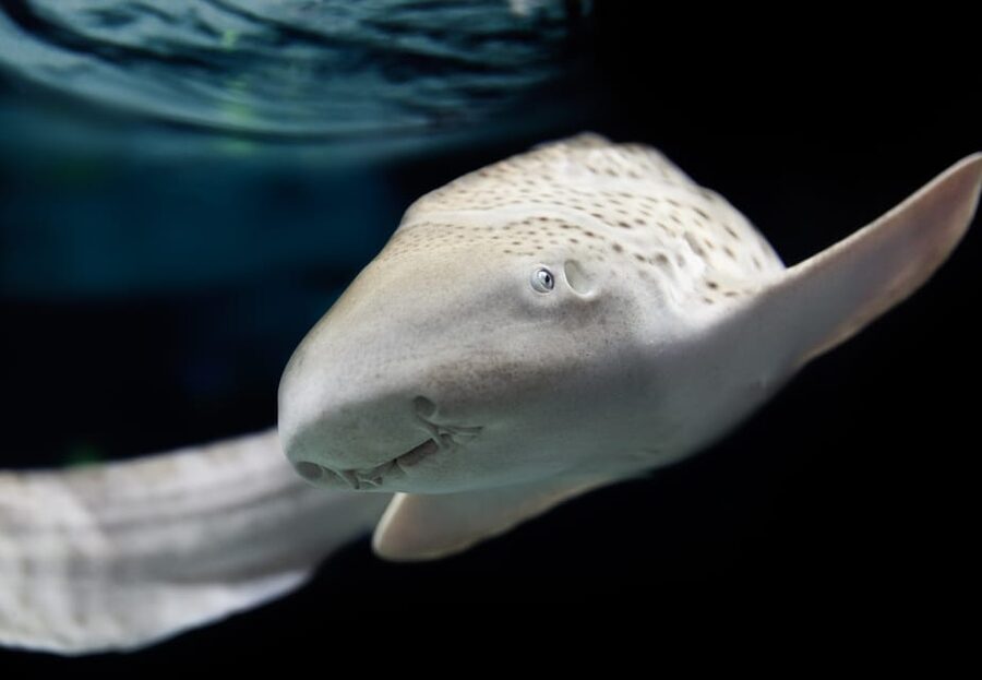 Lyon: Aquarium Entrance Ticket - Ticket at a glance: what you really get for around $23
