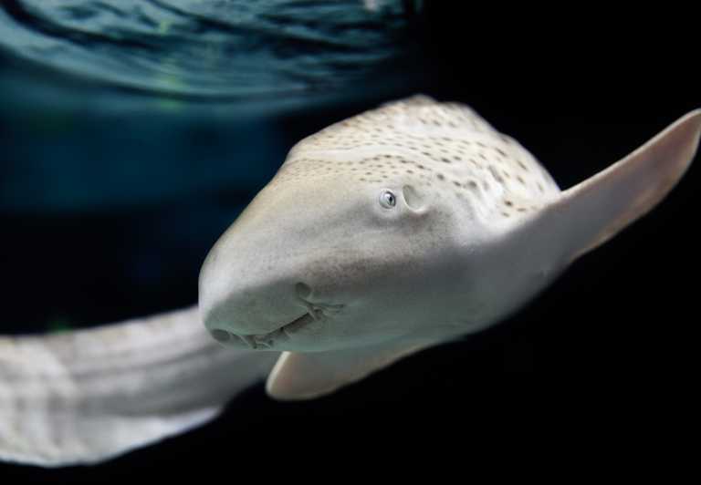 Lyon: Aquarium Entrance Ticket - How the aquarium teaches without slowing you down