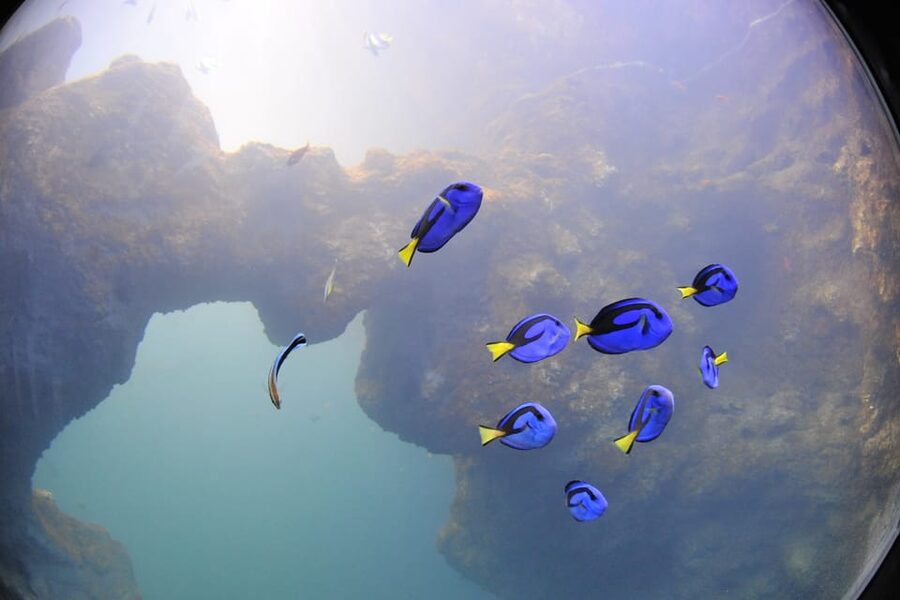 Lyon: Aquarium Entrance Ticket - Ocean 360 plus the films: how to time your day