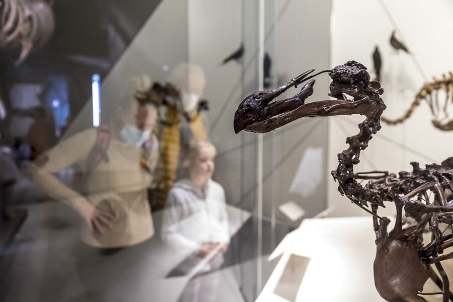Lyon: Musée des Confluences Entrance Ticket - A museum that feels like its own science experiment