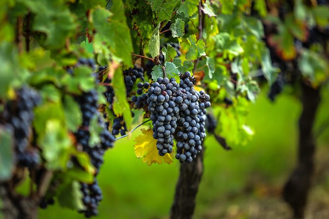 Médoc Region Half-Day Wine Tour with Winery Visit & Tastings from Bordeaux - Why this half-day Médoc tour feels like a smart intro
