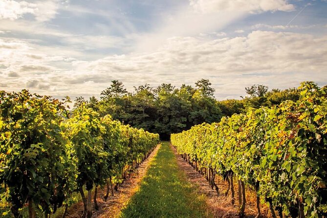 Médoc Region Half-Day Wine Tour with Winery Visit & Tastings from Bordeaux - The drive past Palmer, Margaux, and other names you will recognize