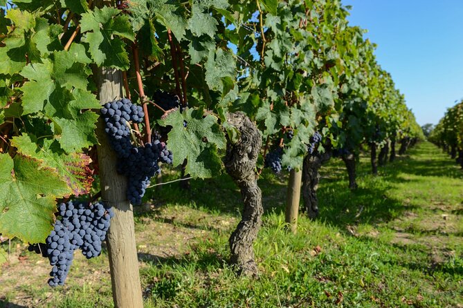 Medoc Region Wine Day Trip with Vineyard Visits & Tastings from Bordeaux - Final Stop: Another Classified Growth Finish