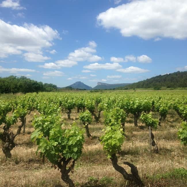 Montpellier: Pic Saint-Loup Wine Tour - Price and value: does $96 make sense for Pic Saint-Loup?