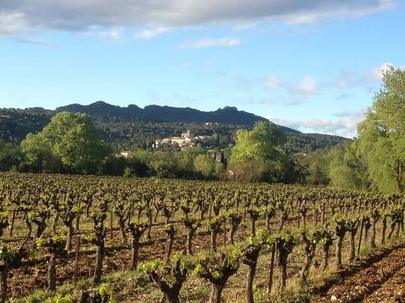 Montpellier: Pic Saint-Loup Wine Tour - Who should book this tour, and who should skip it