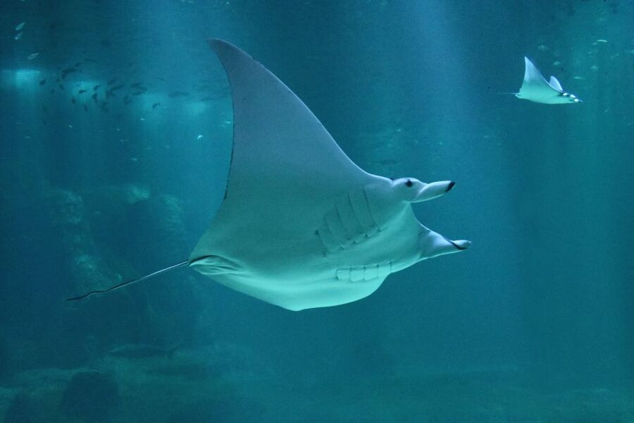 Nausicaá National Sea Center: Full-Day Entry Ticket - Nausicaa looks bigger than it is supposed to