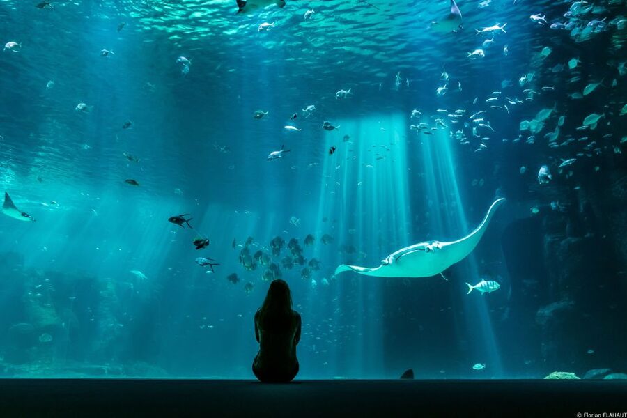 Nausicaá National Sea Center: Full-Day Entry Ticket - The shows are short, but they give you a reason to time your day
