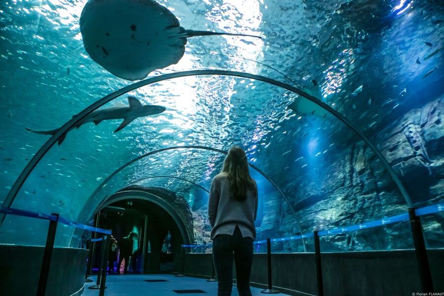 Nausicaá National Sea Center: Full-Day Entry Ticket - 4.5 hours can work, if you plan for your attention span