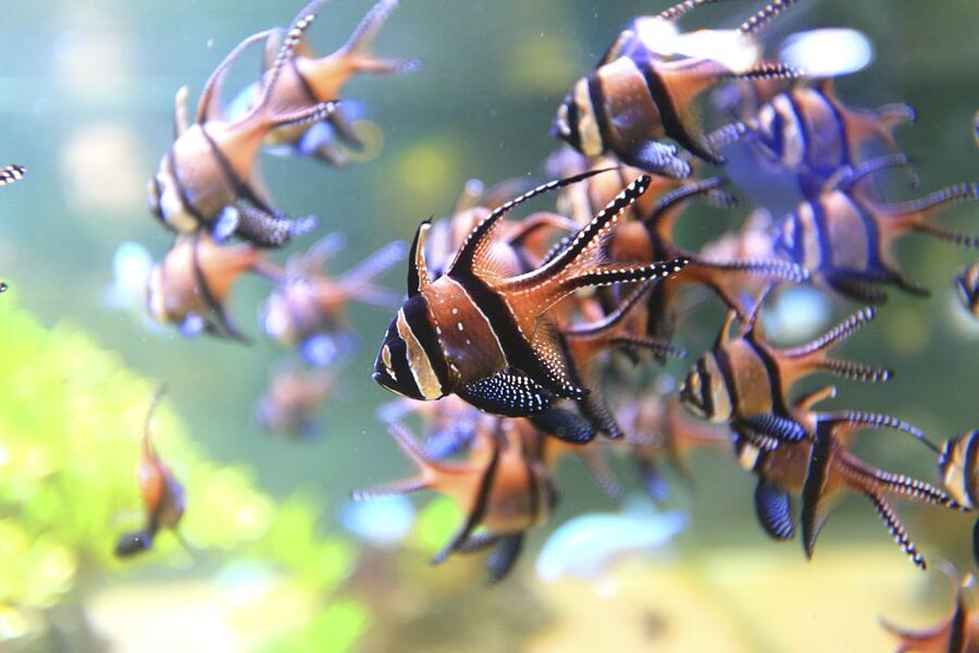 Nausicaá National Sea Center: Full-Day Entry Ticket - Audioguide rental: worth it for families and curious minds