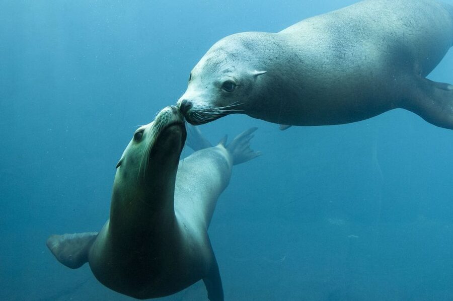 Nausicaá National Sea Center: Full-Day Entry Ticket - Pricing and value: what $35 really buys you