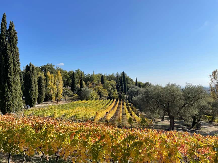 Nice: Full-Day Côtes de Provence Wine Tour - The third winery, the rosé-to-red contrast, and the Cru classé feeling