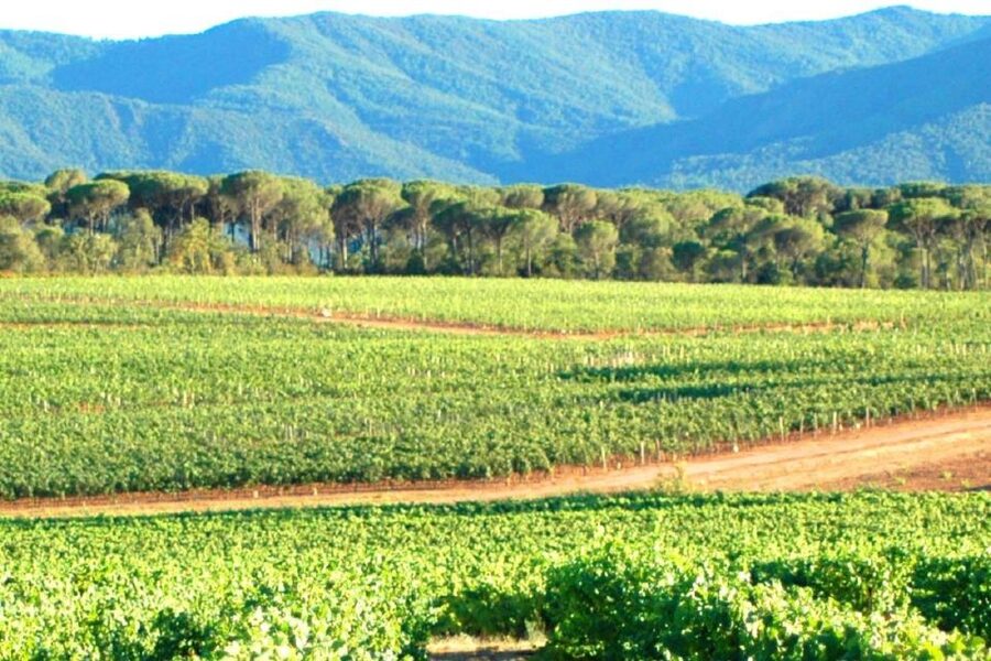 Nice: Full-Day Côtes de Provence Wine Tour - How the guide teaches you to taste, not just sip