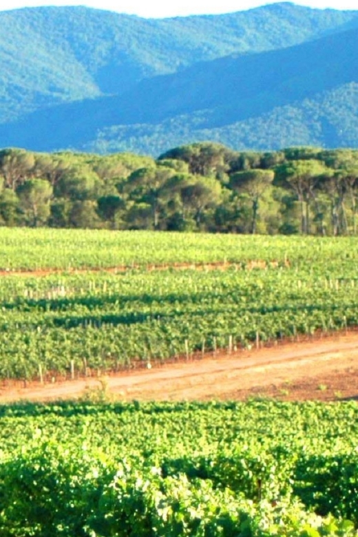 Nice: Full-Day Côtes de Provence Wine Tour - What you’ll taste, how many pours to expect, and how to pace yourself