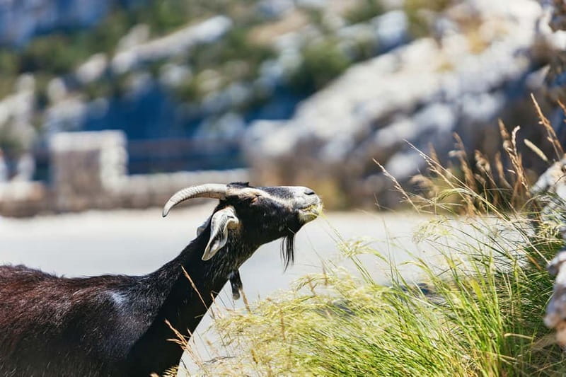 Nice: Gorges of Verdon and Fields of Lavender Tour - Should you book this Nice to Verdon and Lavender day trip?
