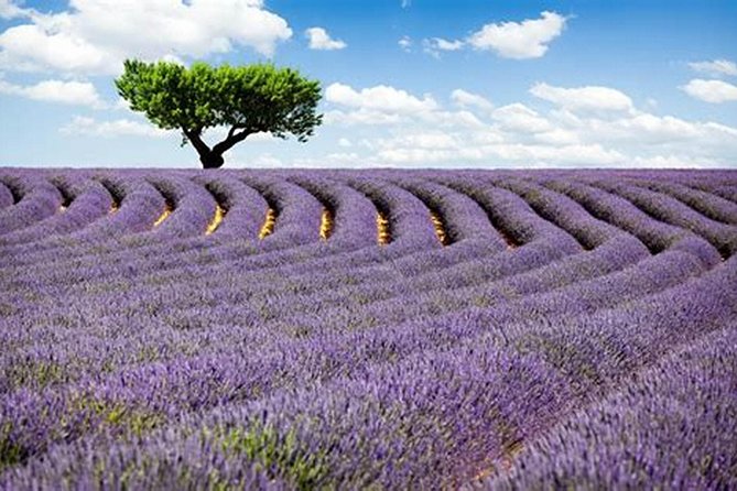 Nice: Gorges of Verdon and Fields of Lavender Tour - From Nice to Castellane, the Gorge of the Wolf sets the tone
