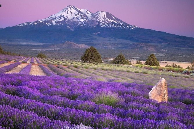 Nice: Gorges of Verdon and Fields of Lavender Tour - Lavender season in Provence, what to expect and what to plan for