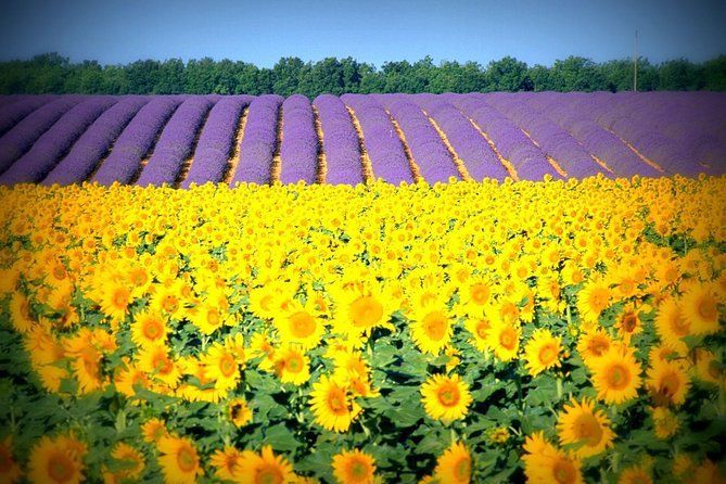 Nice: Gorges of Verdon and Fields of Lavender Tour - Price and group setup, why $129 can feel like a bargain