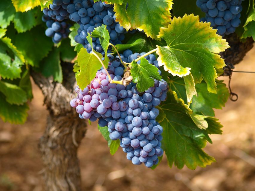 Nice: Half-Day Saint Paul de Vence and Wine Tasting Tour - What to bring (since food and drinks are not included)