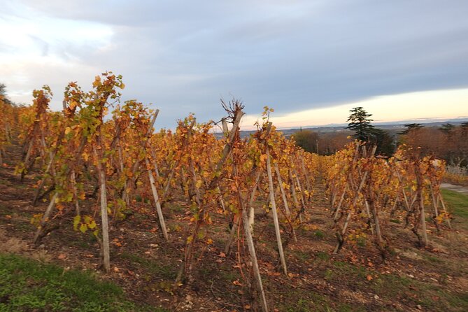 Northern Rhône Valley From Lyon Full day - Condrieu in 1 hour, Viognier’s aromatic reality check