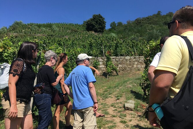 Northern Rhône Valley Wine tour from Lyon Half Day - Key highlights that make this tour worth your time