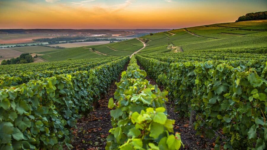 Organic Wine Tasting with Saint paul Half Day Tour from Nice - Key things I’d zero in on