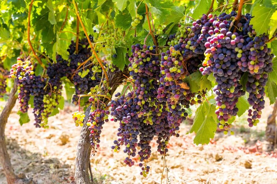 Organic Wine Tasting with Saint paul Half Day Tour from Nice - Organic wine tasting in Saint-Jeannet: six wines, one clear story