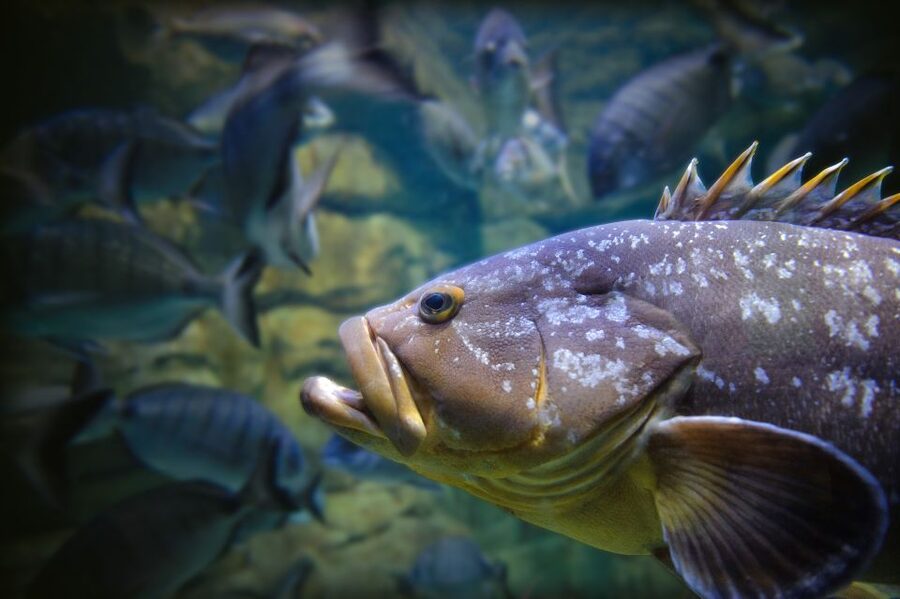Paris: Aquarium de Paris Entrance Ticket - Who should book Aquarium de Paris tickets?