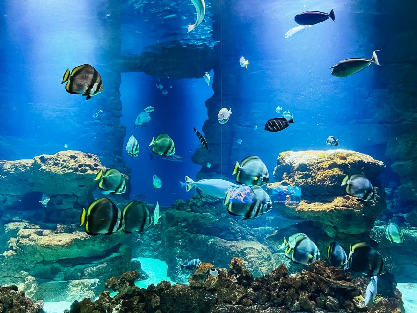 Paris: Aquarium de Paris Entrance Ticket - The touch pool and feeding: fun, rules, and how to make it work