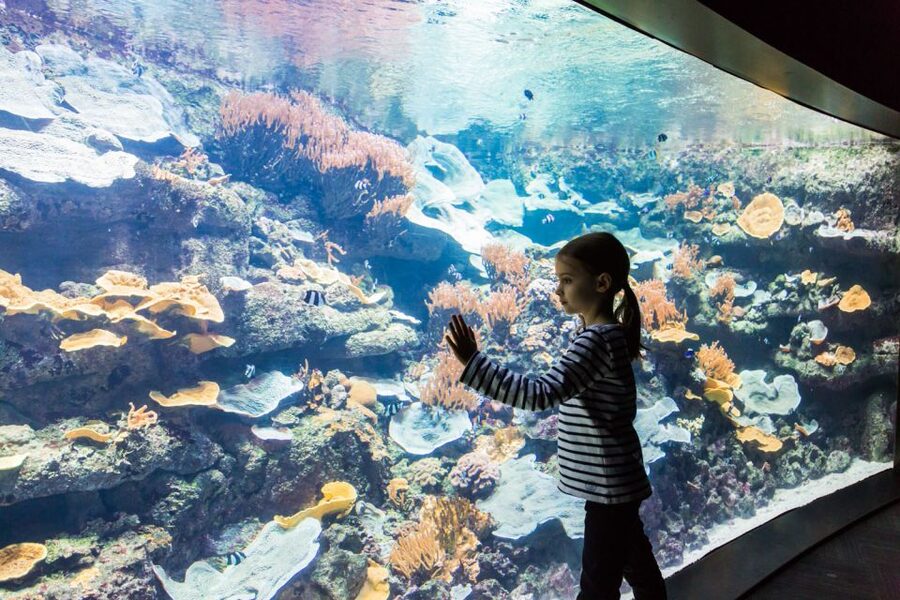 Paris: Aquarium de Paris Entrance Ticket - Workshops, live shows, and the cinema program that keeps energy up