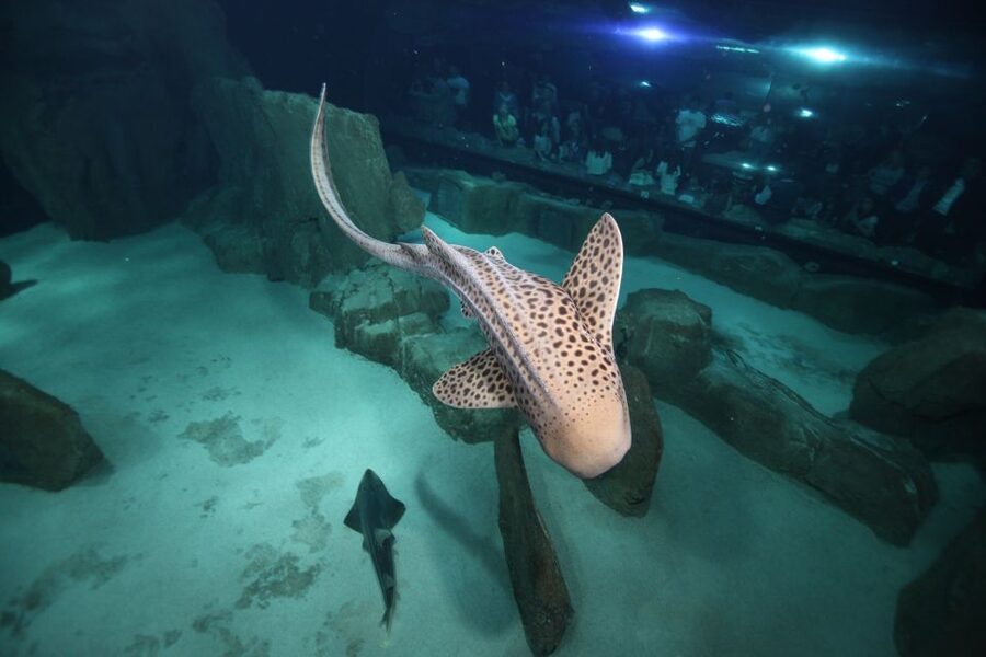 Paris: Aquarium de Paris Entrance Ticket - Value check: is a $25 ticket worth it in Paris?