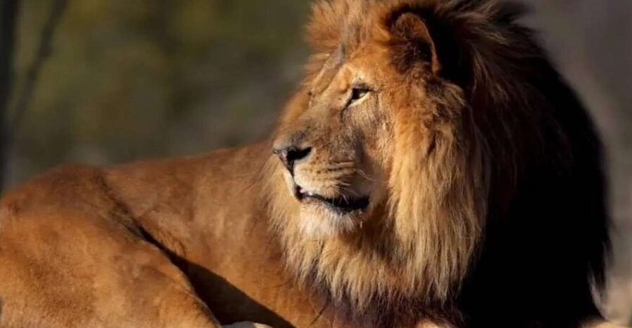 Paris: Paris Zoological Park Entrance Ticket - Getting There and Planning a Simple Visit