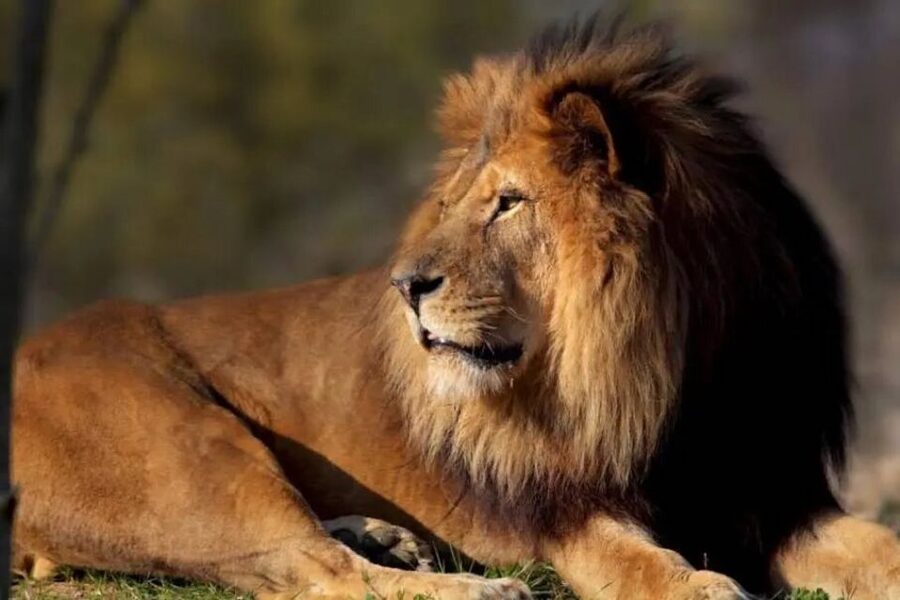 Paris: Paris Zoological Park Entrance Ticket - African Zone Highlights: Lions, Giraffes, Zebras