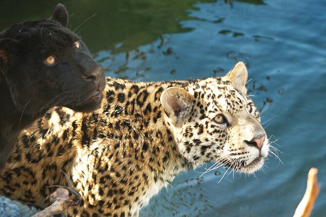 Parrot World Immersive Wildlife Park Entry Ticket next to Paris - Key Points You’ll Care About