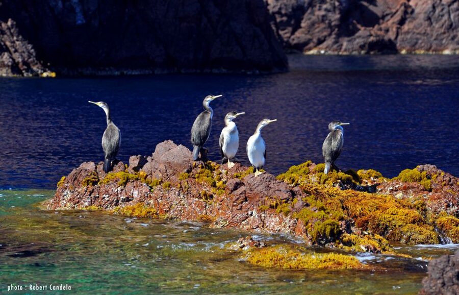 Porto: Half-Day Cruise Scandola Reserve & Calanche de Piana - A 3-hour sunset cruise from Porto-Ota into UNESCO territory