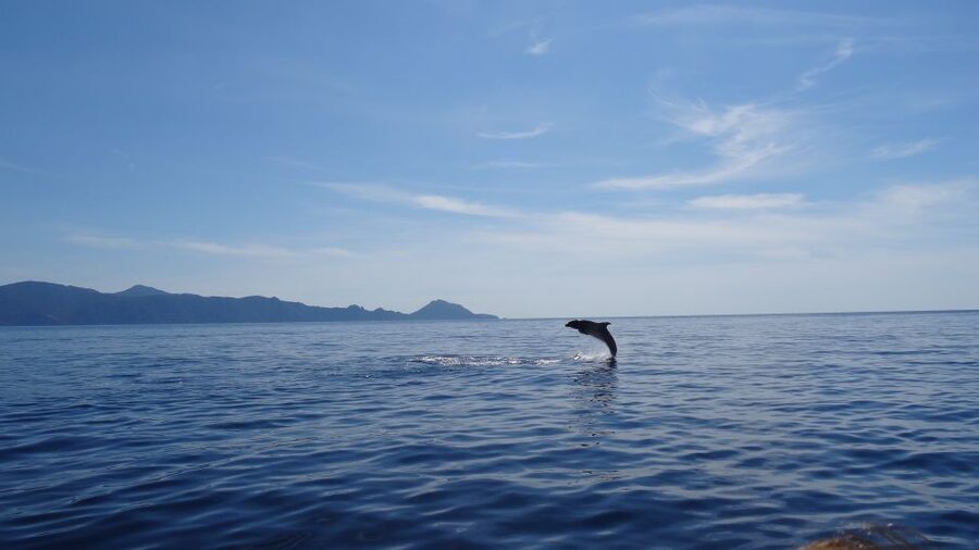 Porto: Half-Day Cruise Scandola Reserve & Calanche de Piana - Scandola Nature Reserve: clear water, protected plants, and bird-eye views