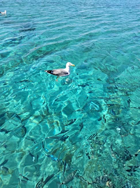 Porto-Vecchio: Lavezzi Archipelago & Cerbicales Island Tour - Price check: what $123 gets you in real value